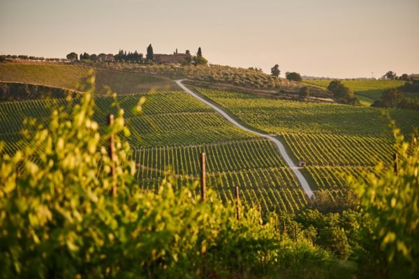 Tuscany, Italy, vineyards, tuscany experiences